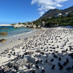 Boulders beach