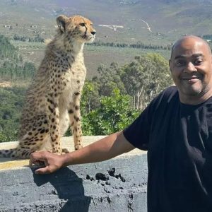 Cheetah & Penguins Encounters